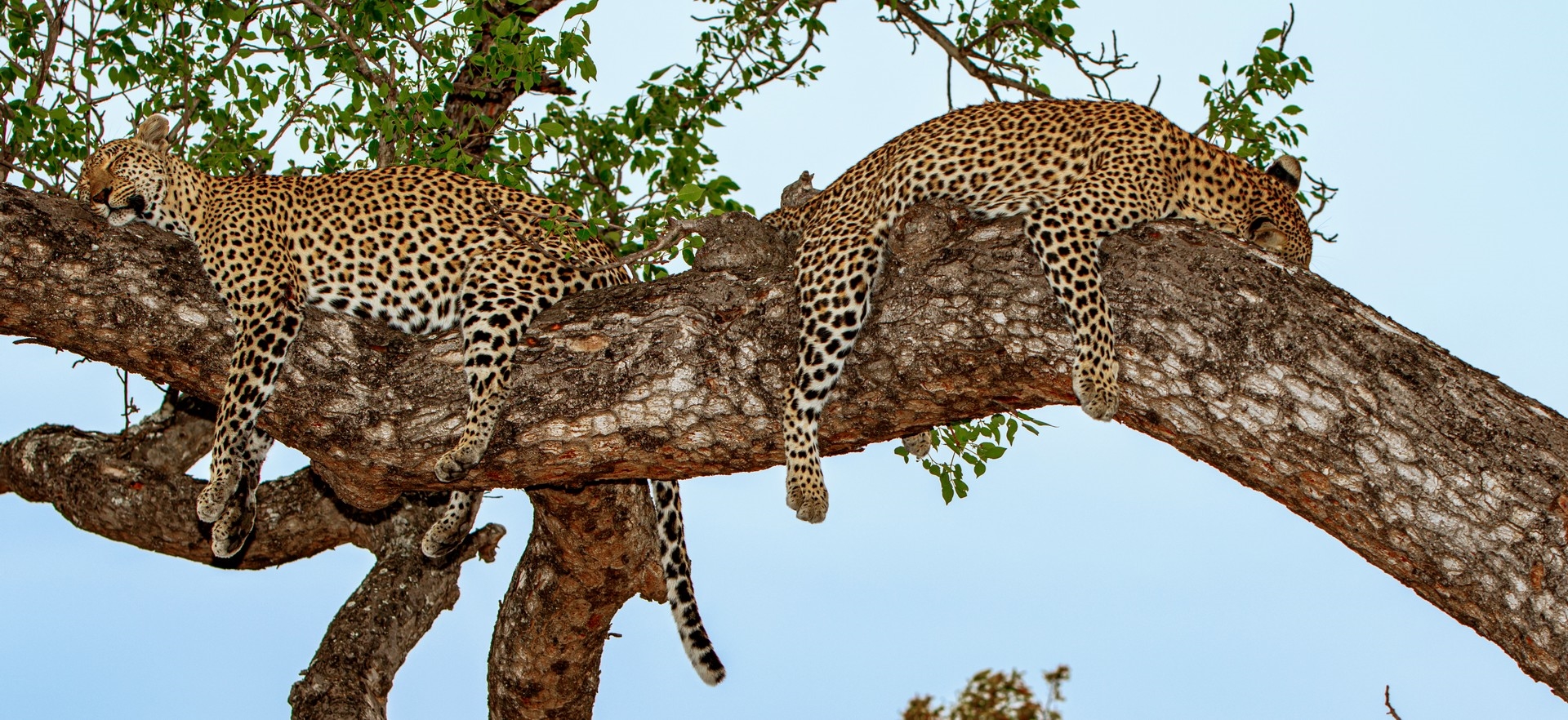 Victoria Falls, Cape Town and Sabi Sands