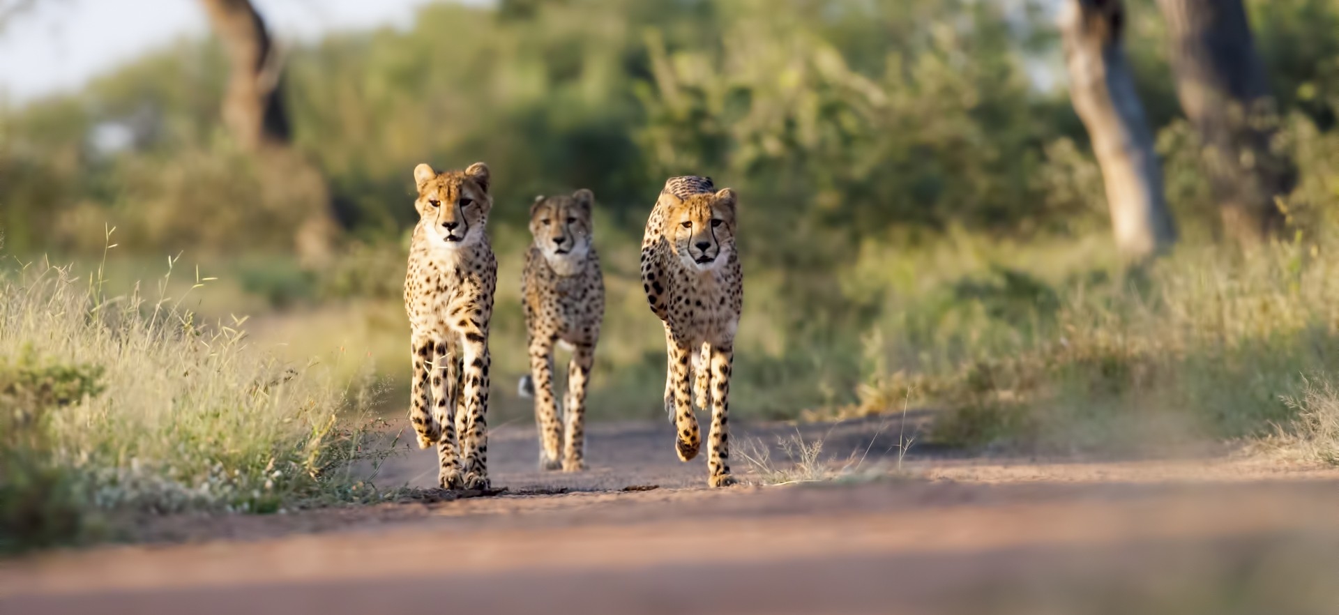 South Africa - Cape Town & Kruger